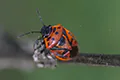 Eurydema dominulus
