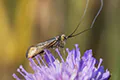 Nemophora metallica