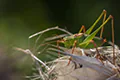 Leptophyes punctatissima
