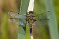 Libellula quadrimaculata