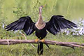 Anhinga anhinga