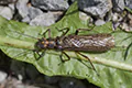 Perlodes microcephala