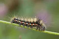 Acronicta rumicis