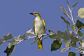 Oriolus oriolus