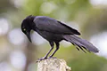 Quiscalus mexicanus