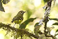 Vireo carmioli
