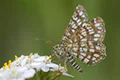 Chiasmia clathrata