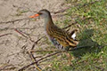 Rallus aquaticus