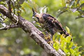 Spizaetus ornatus
