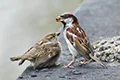 Passer domesticus