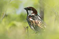 Passer hispaniolensis