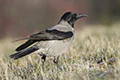 Corvus cornix