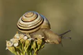 Wstężyk ogrodowy (Cepaea hortensis)