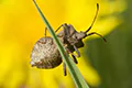 Coreus marginatus
