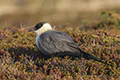 Stercorarius longicaudus