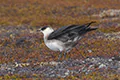 Stercorarius parasiticus