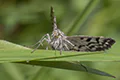 Euclidia mi