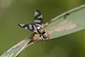 Urophora cardui