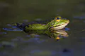 Rana esculenta