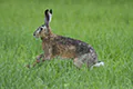 Lepus europaeus