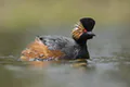 Podiceps nigricollis