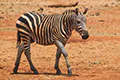 Equus quagga