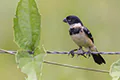 Sporophila torqueola