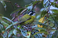 Chlorospingus pileatus