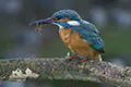 Alcedo atthis