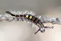 Orgyia antiqua