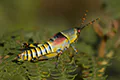 Zonocerus elegans