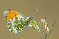 Anthocharis cardamines