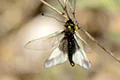 Libelloides coccajus