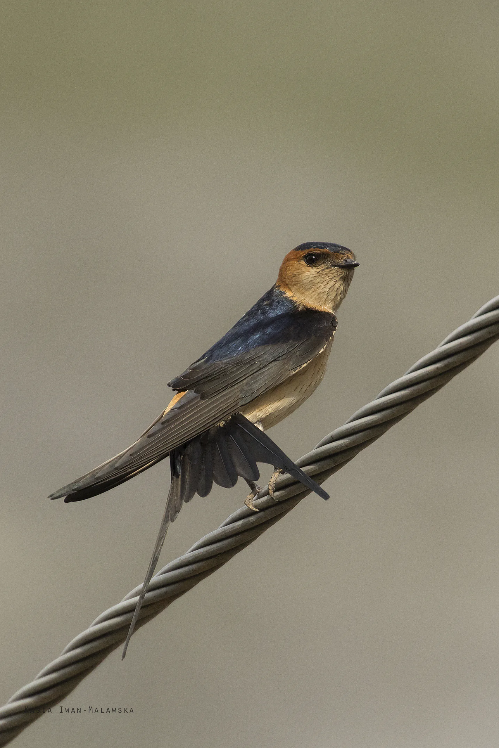 Red-rumped Swallow (Cecropis daurica)