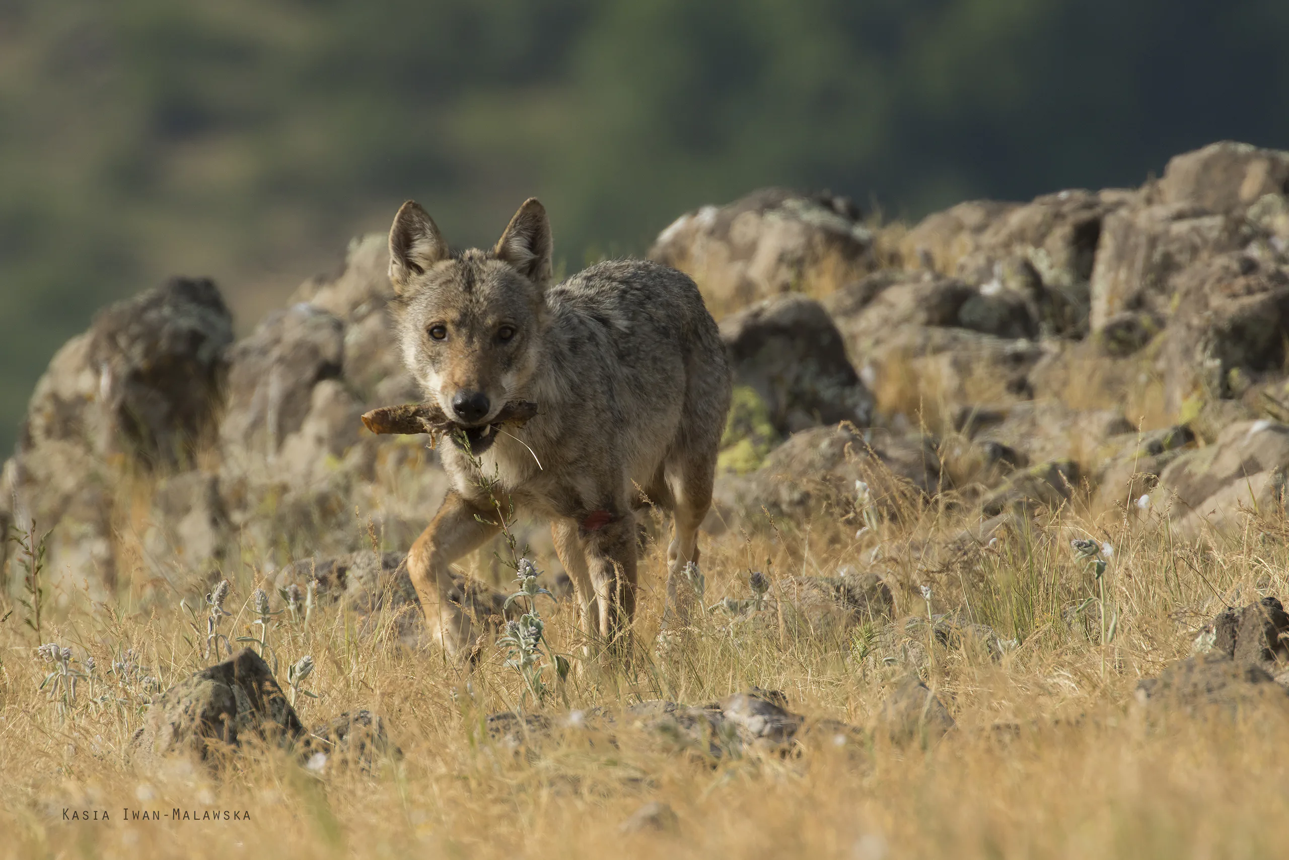 Wolf  (Canis lupus)