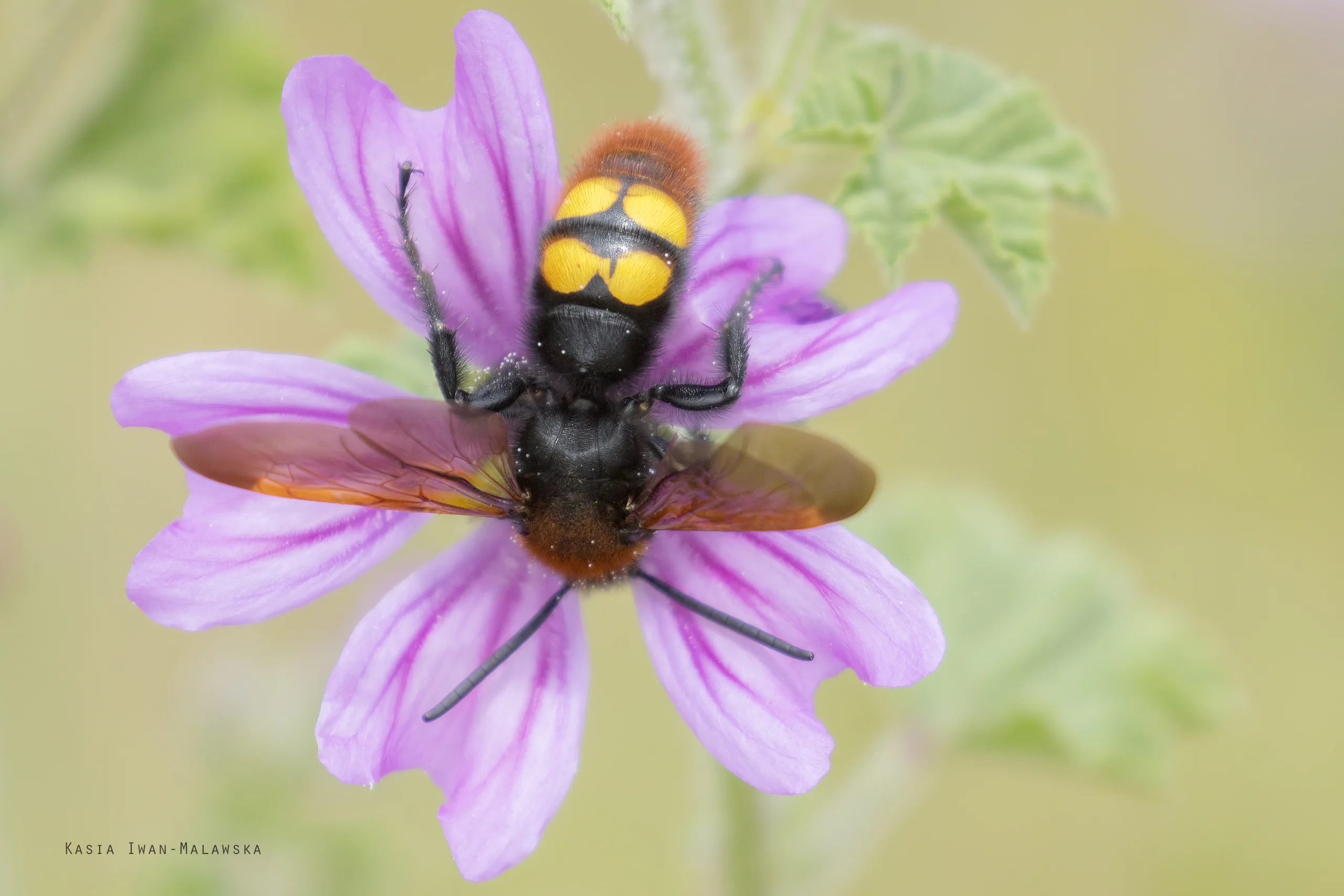 Mammoth Wasp (Megascolia maculata flavifrons)
