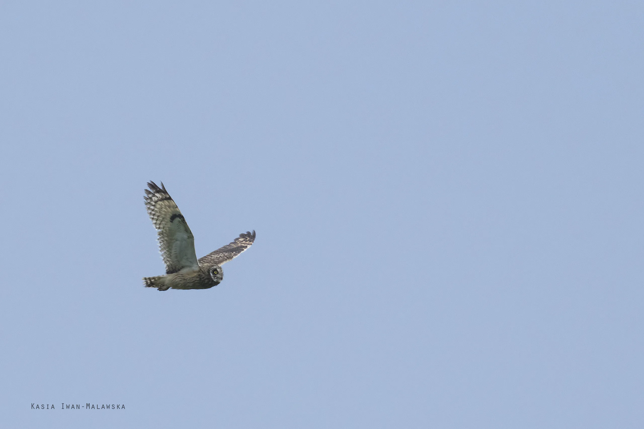 Short-eared Owl (Asio flammeus)