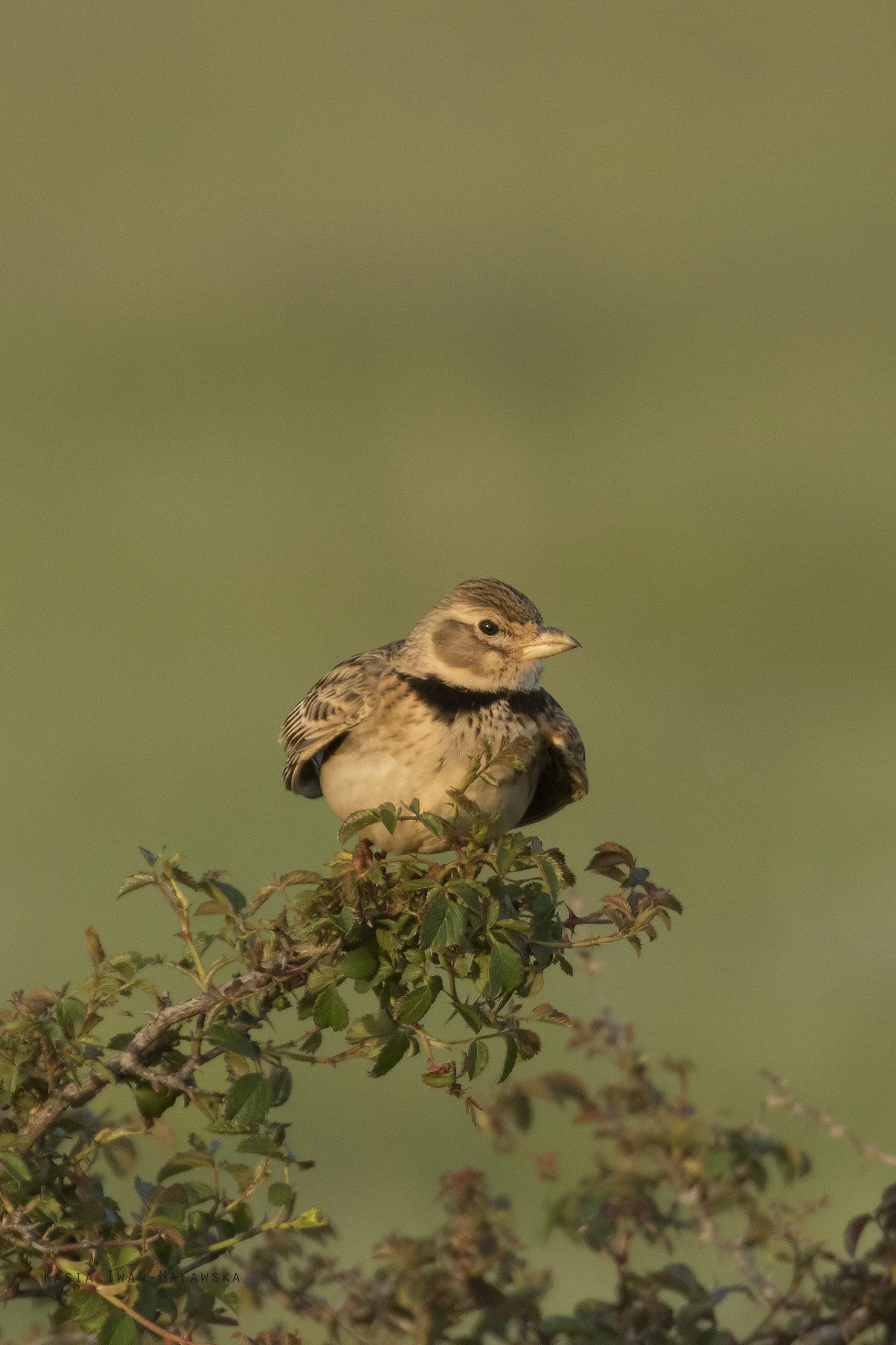 Calandra Lark (Melanocorypha calandra)