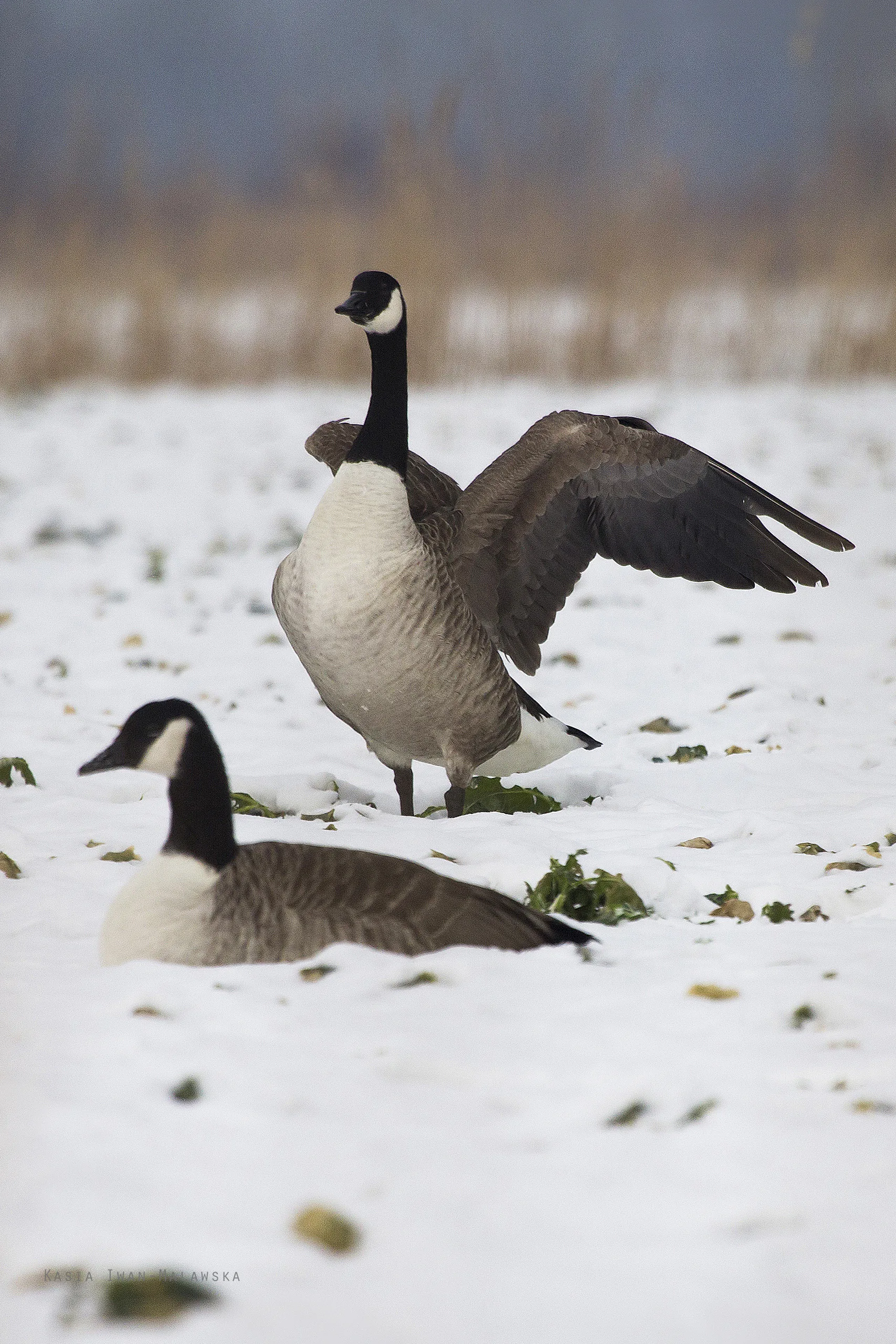 Bernikla kanadyjska (Branta canadensis)