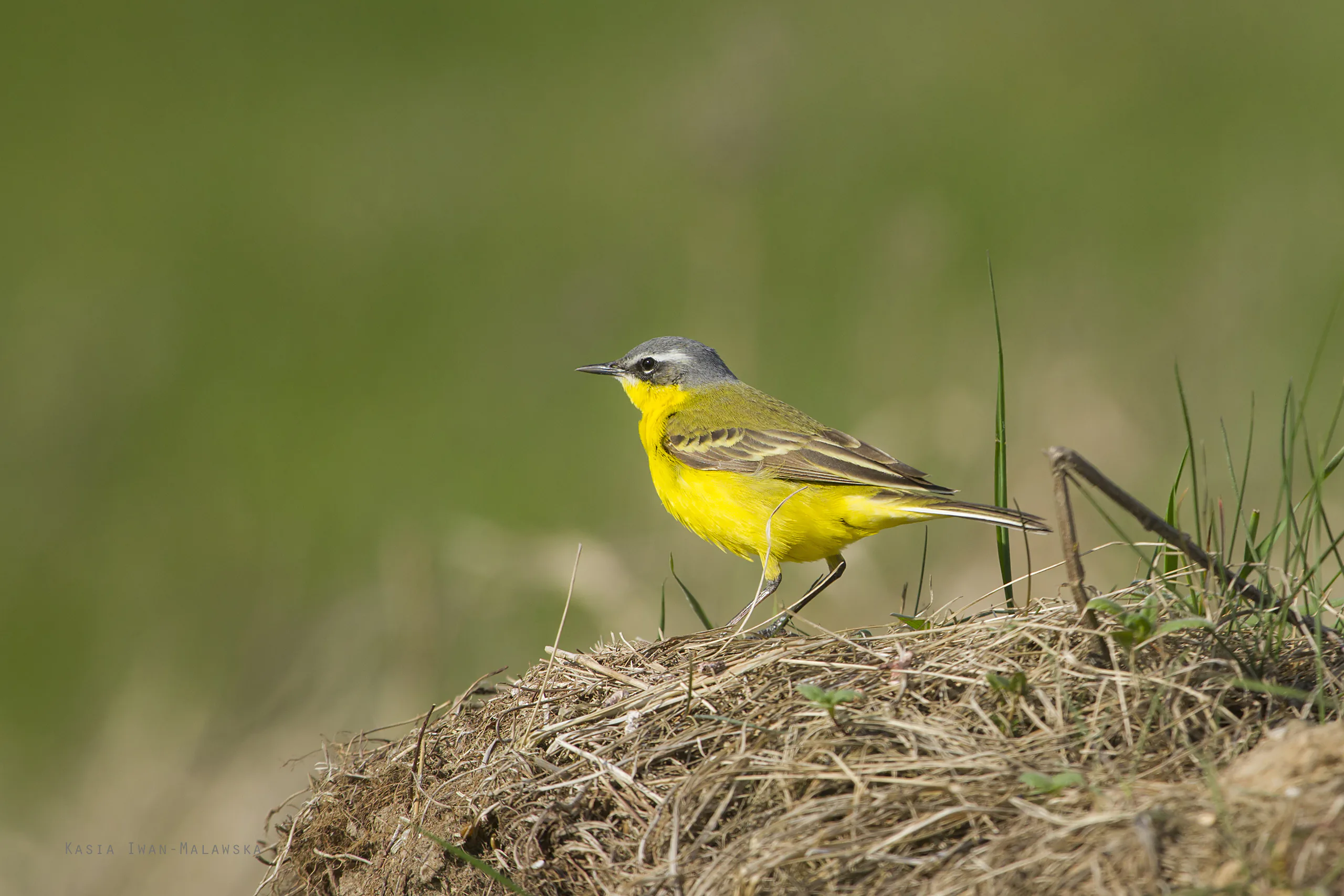 Pliszka żółta (Motacilla flava)