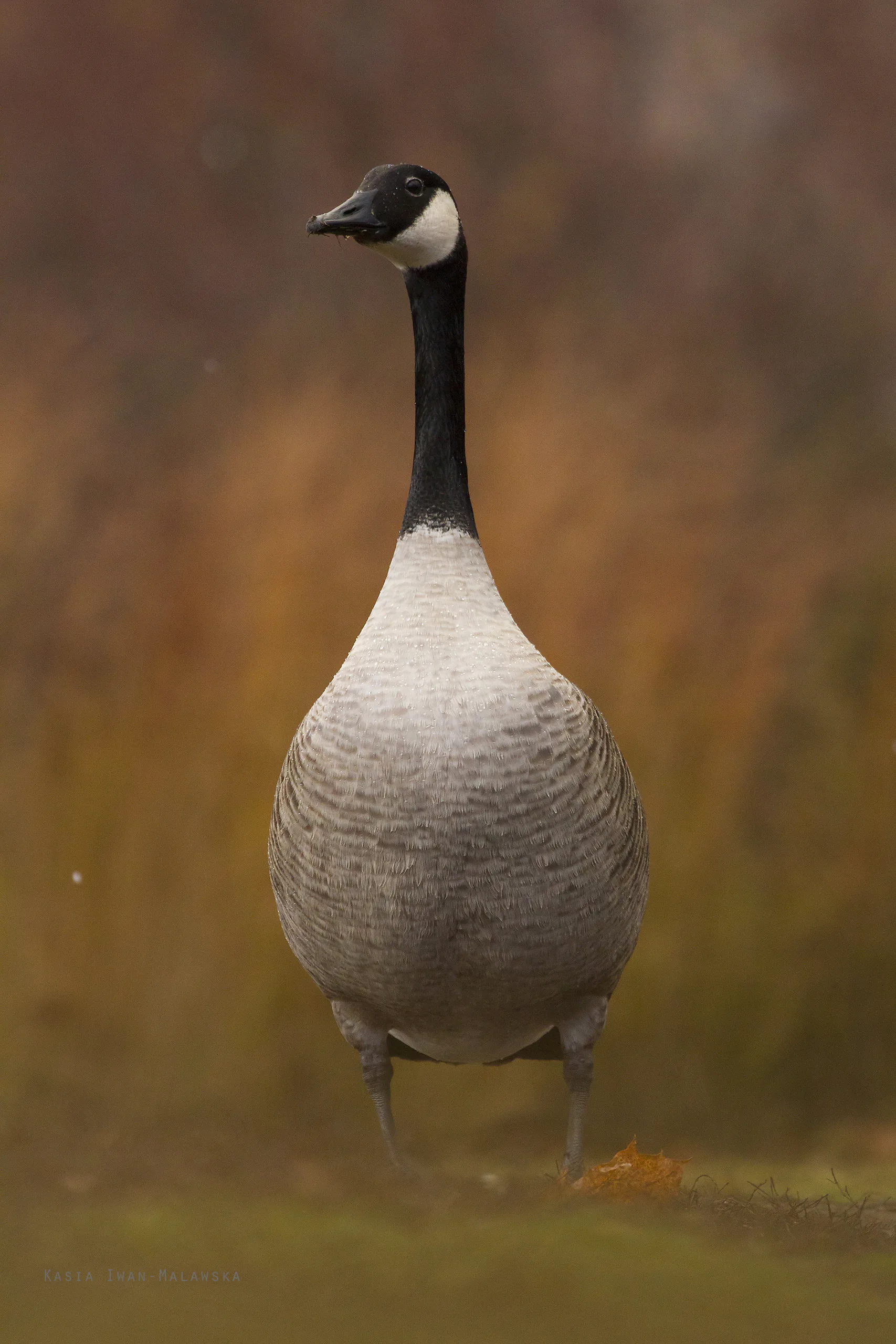 Bernikla kanadyjska (Branta canadensis)