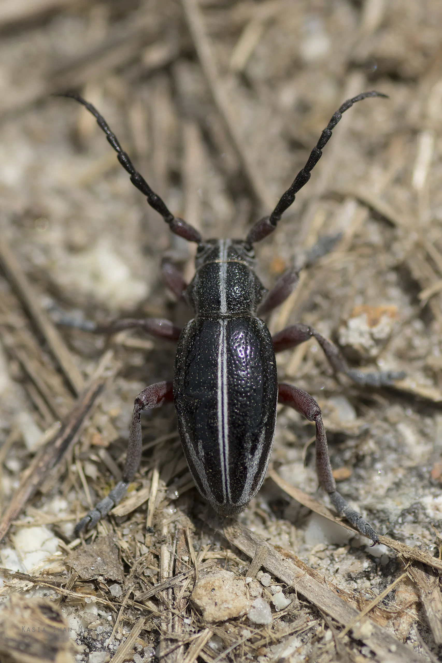 Dorcadion breuningi (Dorcadion breuningi)