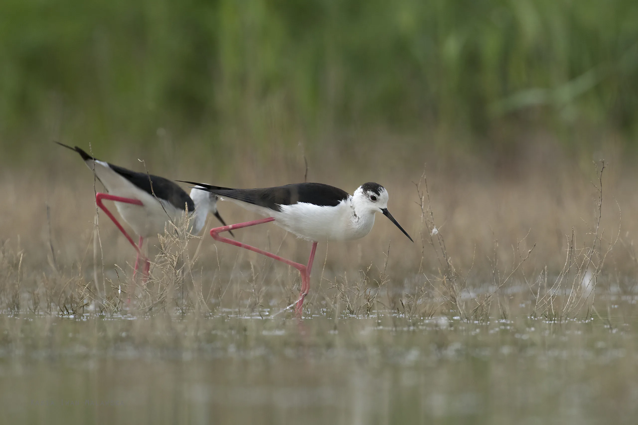 Szczudłak (Himantopus himantopus)