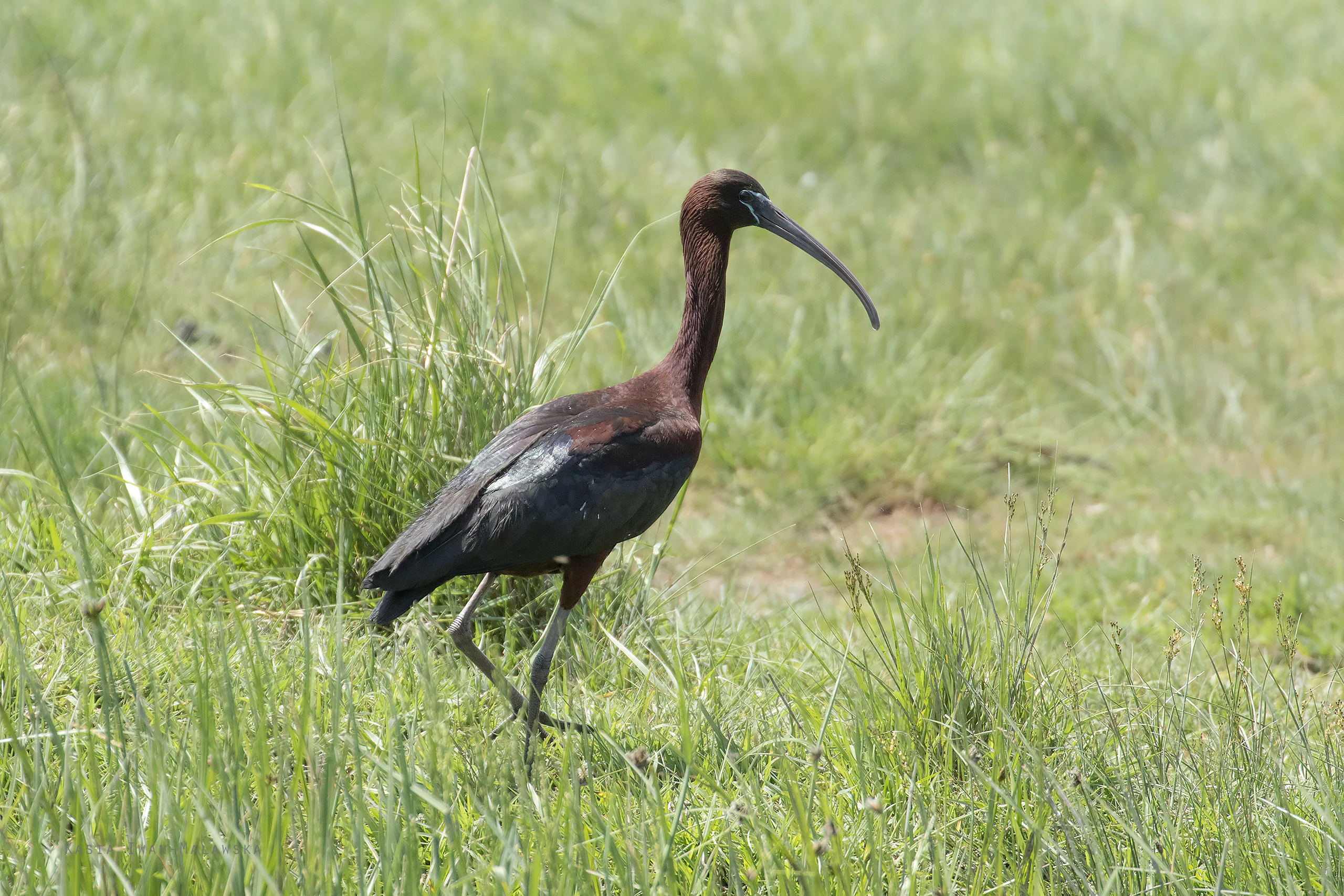 Ibis kasztanowaty (Plegadis falcinellus)