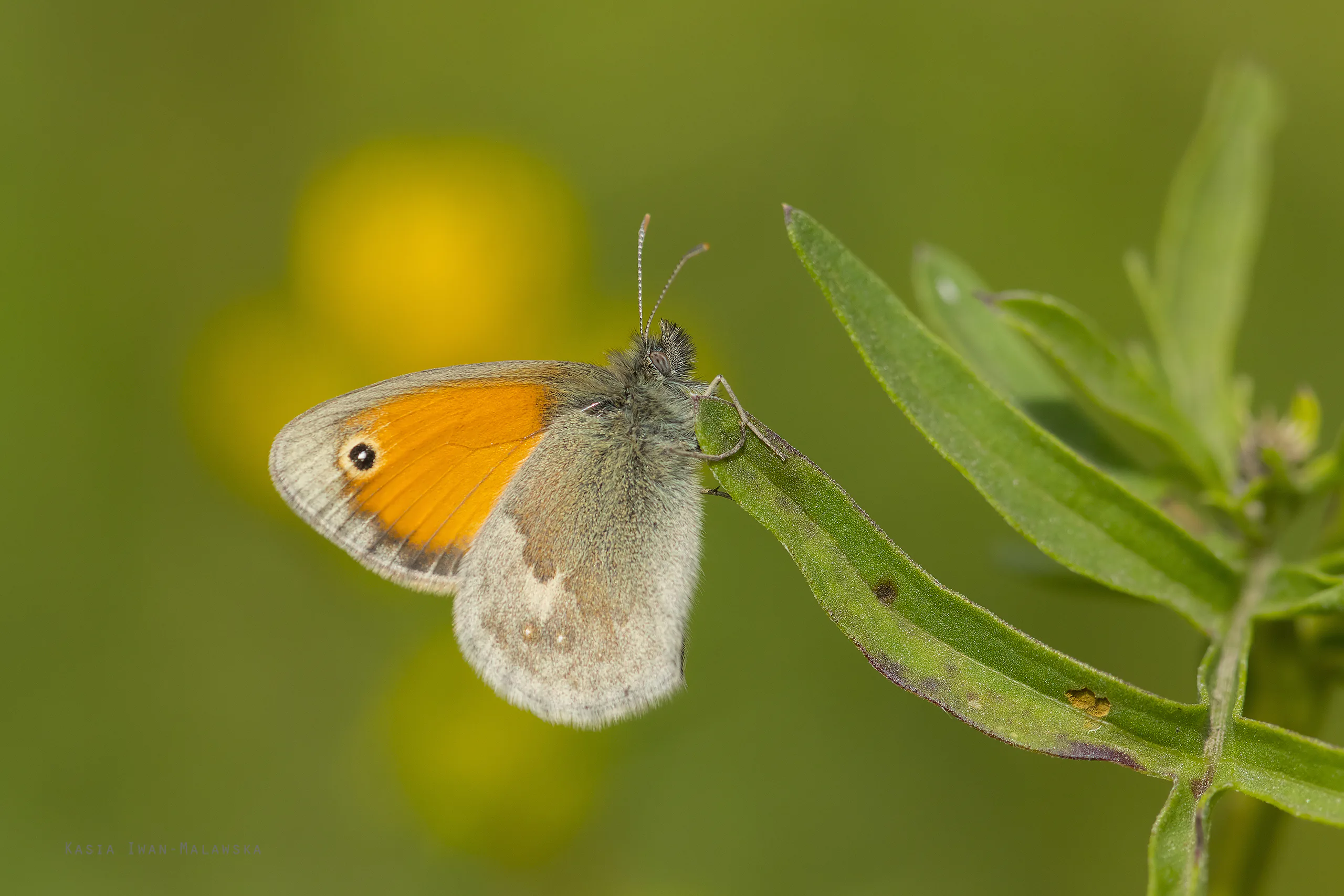 Strzepotek ruczajnik (Coenonympha pamphilus)