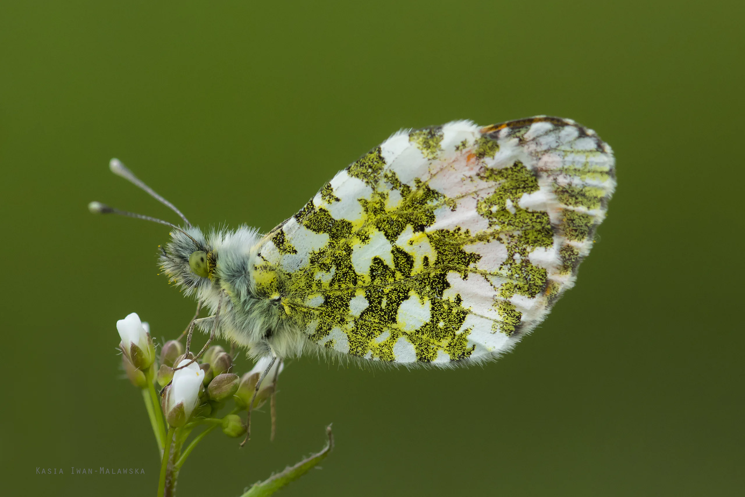 Zorzynek rzeżuchowiec (Anthocharis cardamines)