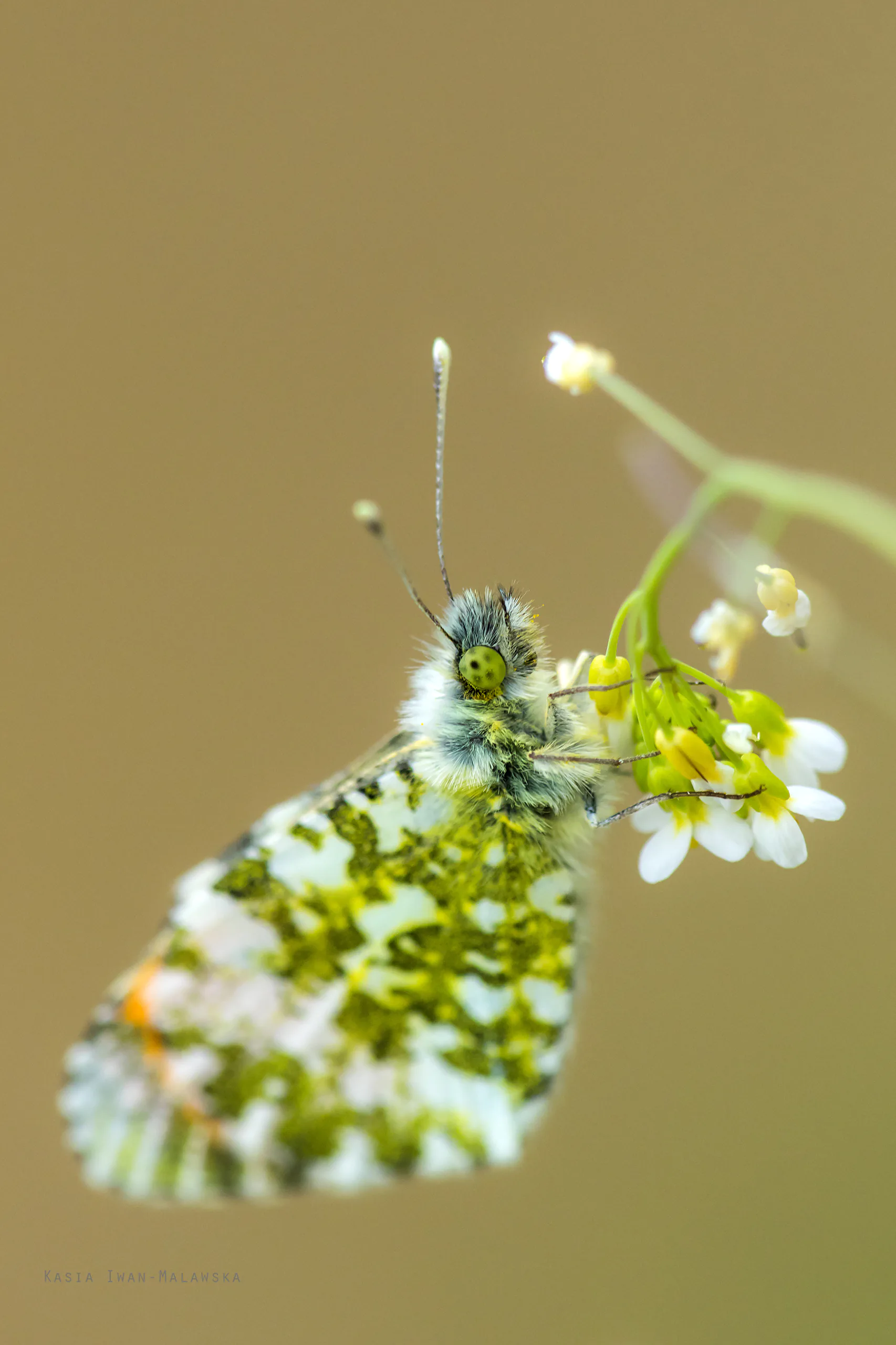 Zorzynek rzeżuchowiec (Anthocharis cardamines)