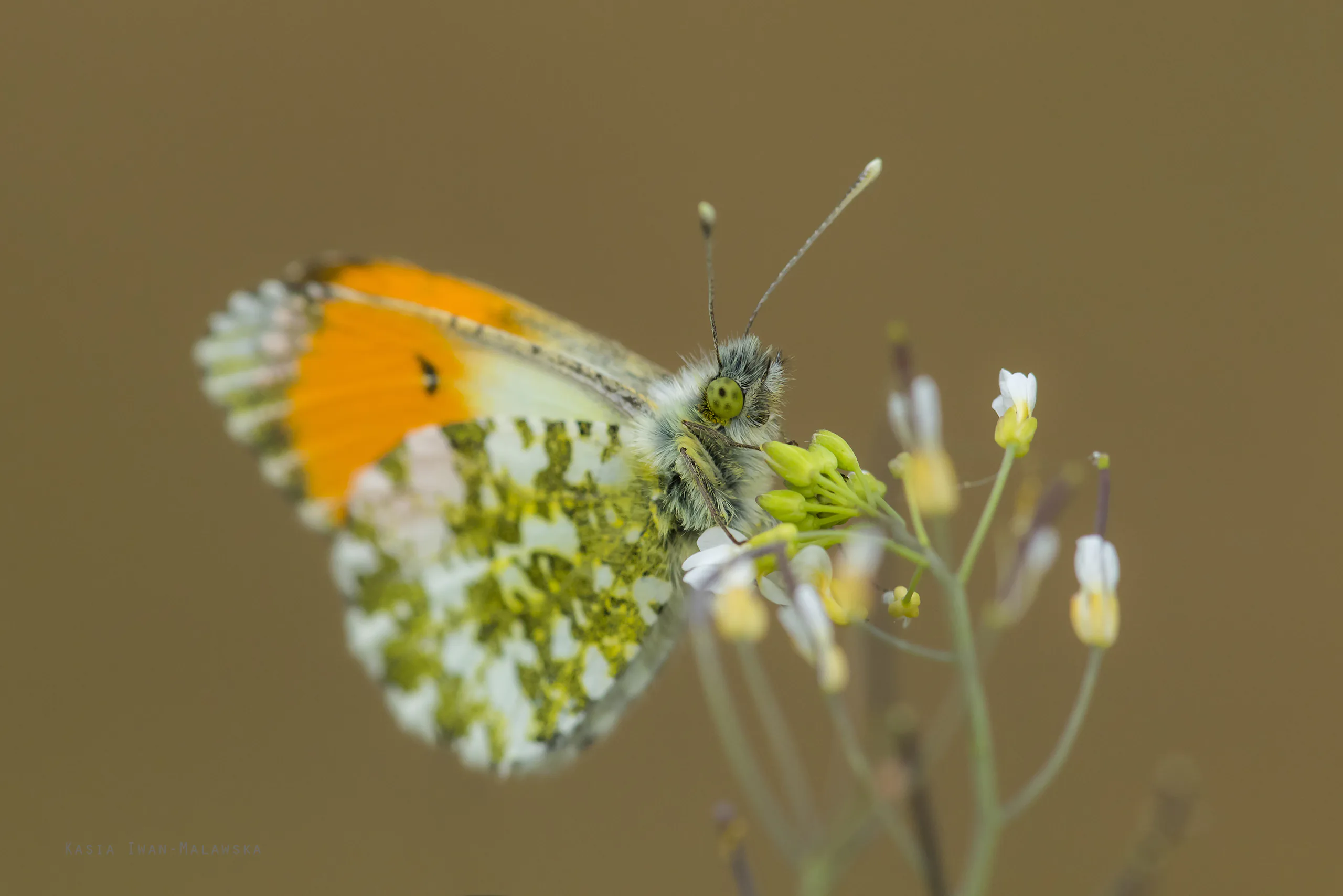 Zorzynek rzeżuchowiec (Anthocharis cardamines)