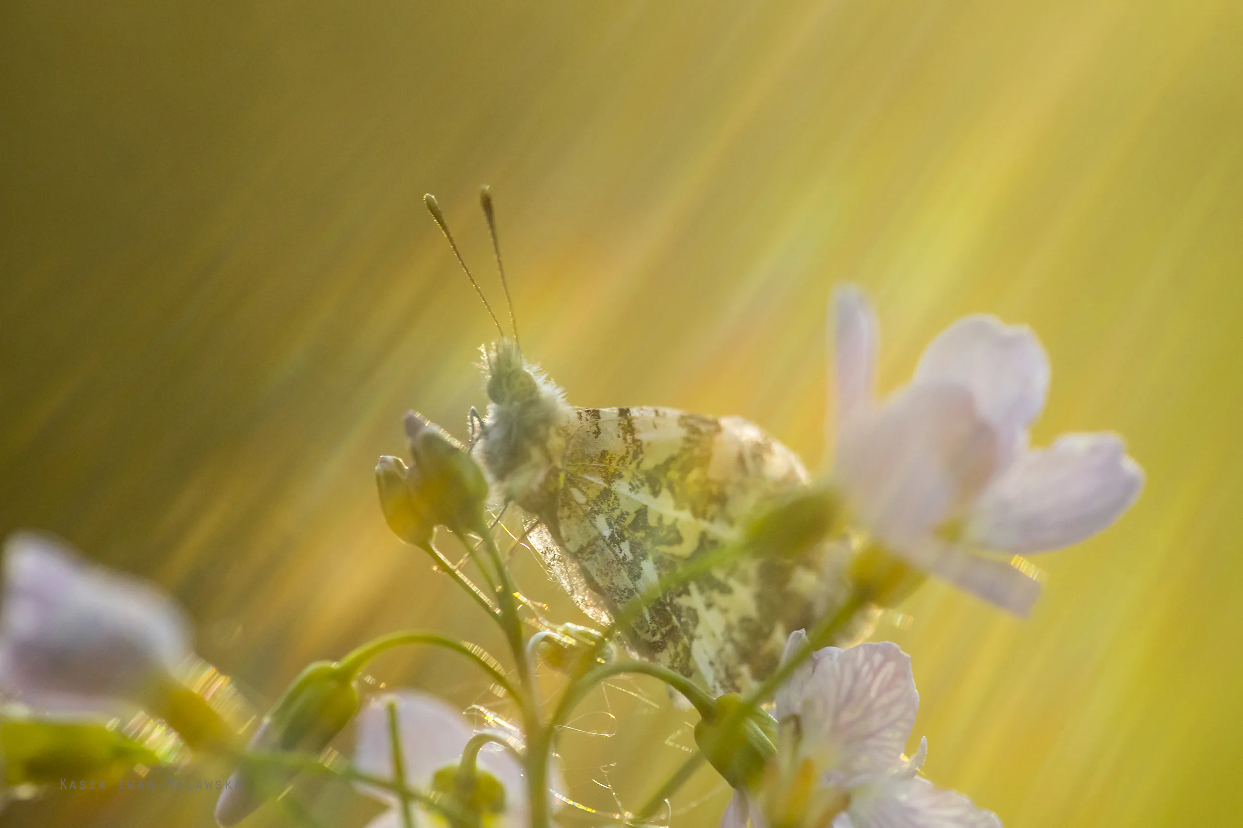 Zorzynek rzeżuchowiec (Anthocharis cardamines)