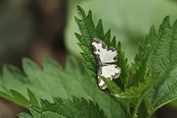 Clouded Border (Lomaspilis marginata)